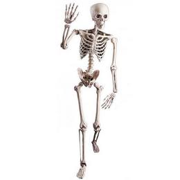 Csontváz Dekoráció, 160 cm-es